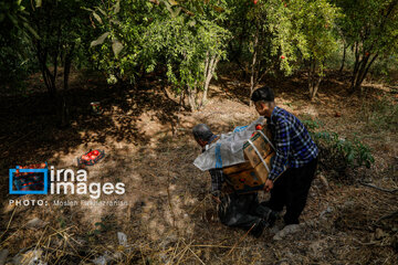 Harvesting pomegranate Hawraman