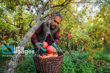 Harvesting pomegranate Hawraman