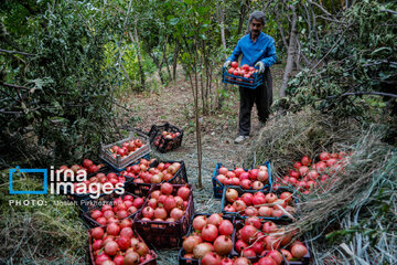 Harvesting pomegranate Hawraman