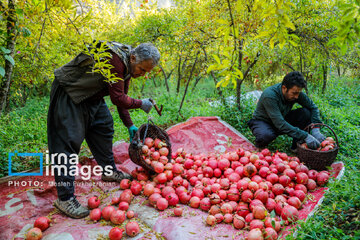 Harvesting pomegranate Hawraman