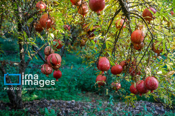 Harvesting pomegranate Hawraman