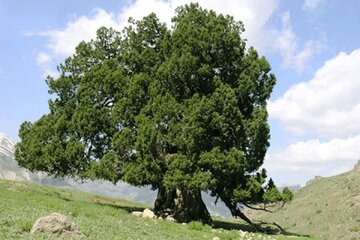 درخت اُرس با عمر بیش از ۱۶ قرن در تکاب شناسایی شد