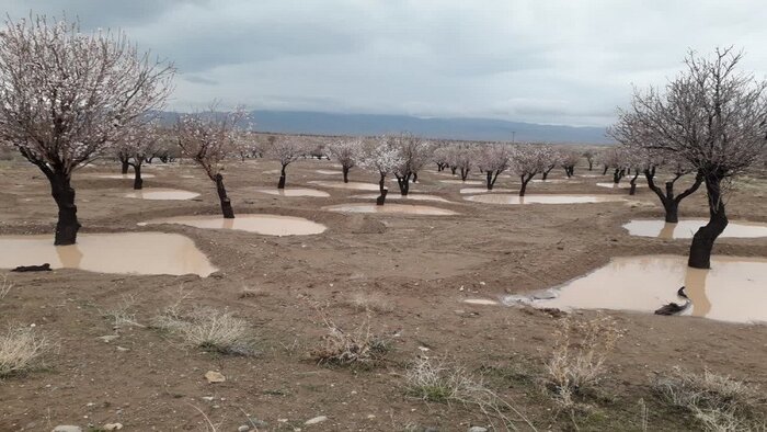 احیای بزرگترین بادامستان شرق کشور، گروگان بودجه یا تغییرات اقلیمی