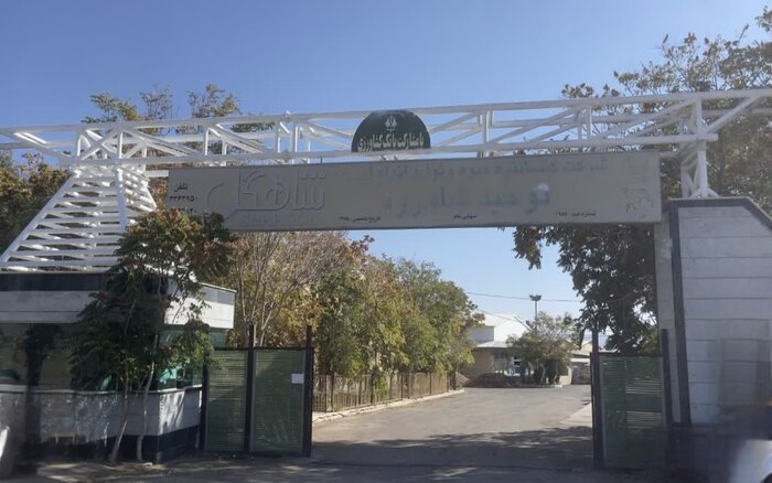 اروپا، ترکیه و روسیه مقصد 95 درصد کنسانتره انگور شاهرود هستند