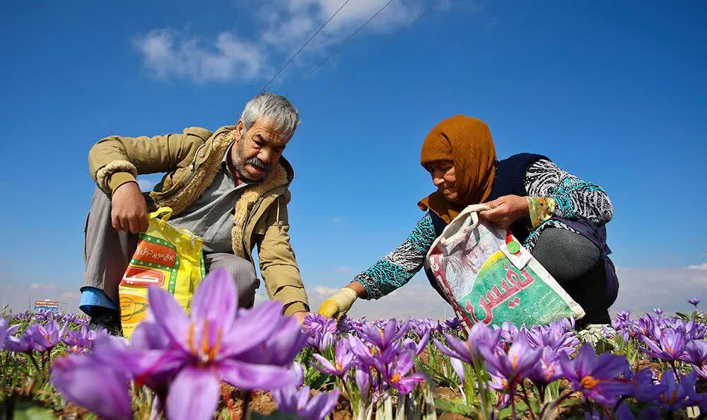 طلای سرخ؛ ناجی آب و اقتصاد دیار هگمتانه