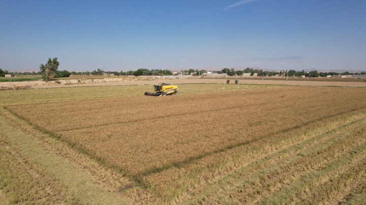 برداشت برنج خشک در شوشتر آغاز شد
