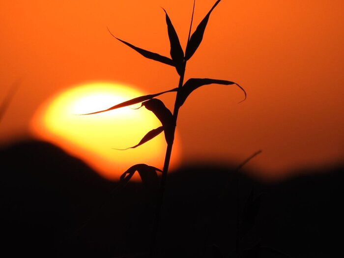 کارگردان مستند «در پناه نیزار»: فیلم محیطزیستی باید چالشی و نقدکننده باشد