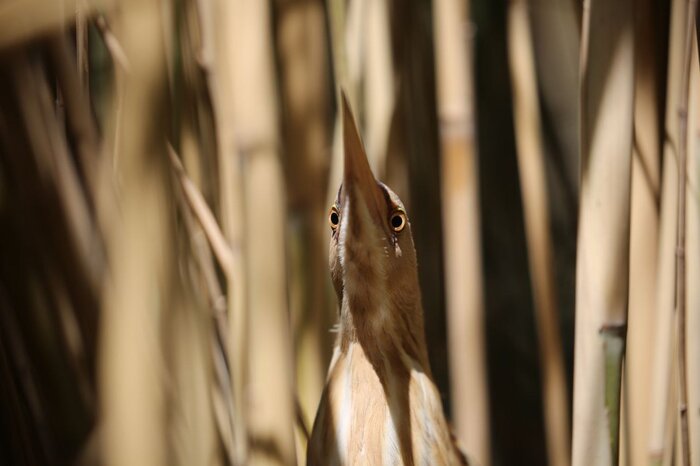 کارگردان مستند «در پناه نیزار»: فیلم محیطزیستی باید چالشی و نقدکننده باشد
