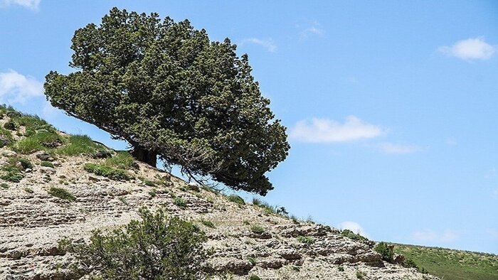 بررسی طرح مردمی کاشت یک میلیارد درخت در چهارمحال و بختیاری