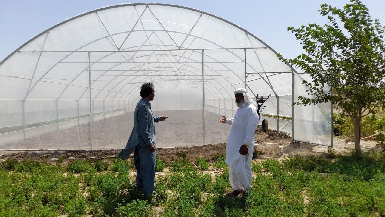 رشد ۳۳ درصدی تولید محصولات گلخانه‌ای در سراوان