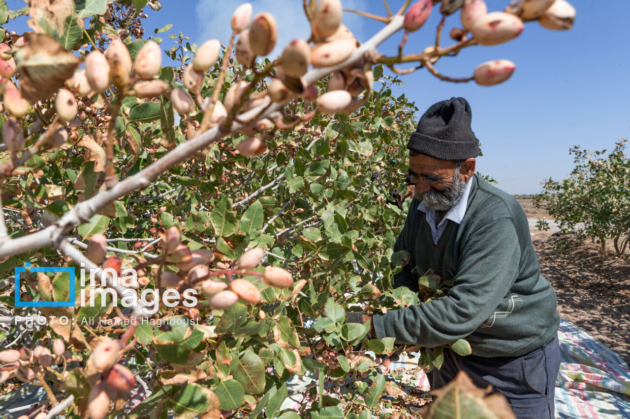 درآمد پایدار کشاورزان با کشت جایگزین درآمد پایدار کشاورزان با کشت جایگزین