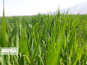 مبارزه علیه علف‌های هرز در ۸۱ هکتار زمین‌های کشاورزی بروجرد