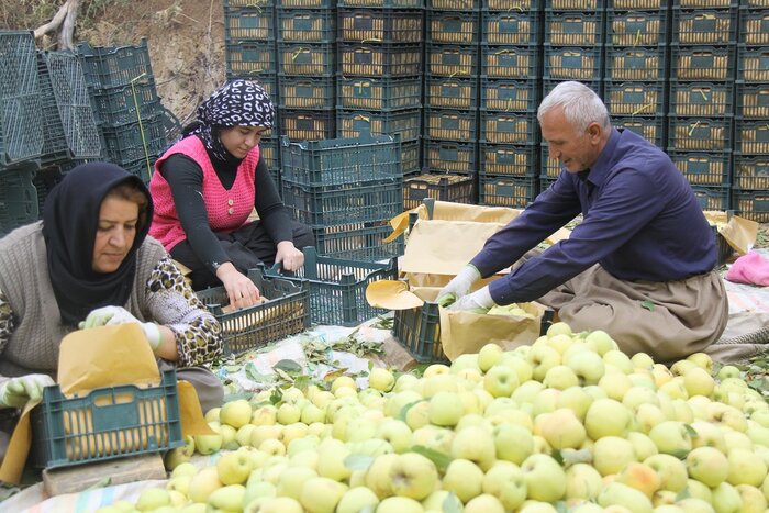 دورهمی خانوادگی برداشت سیب در مهاباد + فیلم