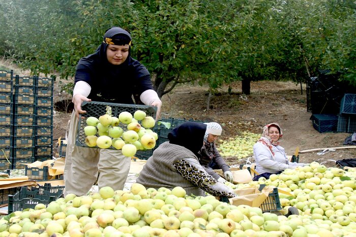 دورهمی خانوادگی برداشت سیب در مهاباد + فیلم