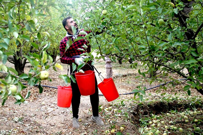 دورهمی خانوادگی برداشت سیب در مهاباد + فیلم