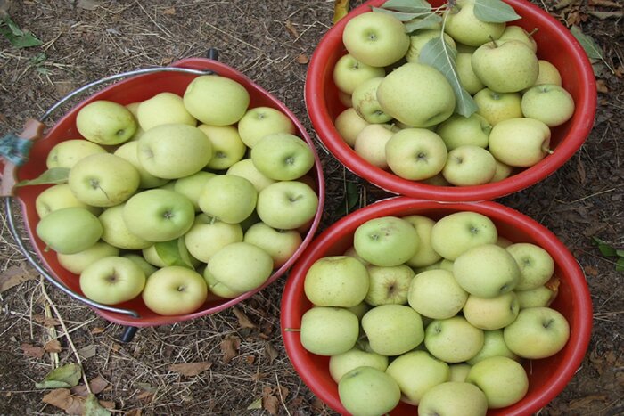 دورهمی خانوادگی برداشت سیب در مهاباد + فیلم