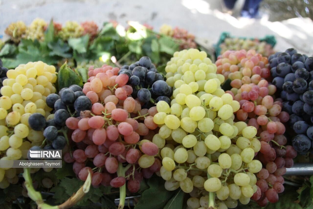 برداشت انگور در آذربایجان‌غربی آغاز شد