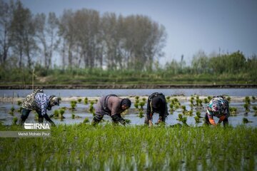 کشاورزی مازندران؛ پشتیبان امنیت غذایی ایران 