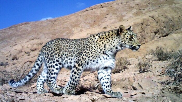 نعره سرخوش پلنگ در کوهستانهای خراسانشمالی