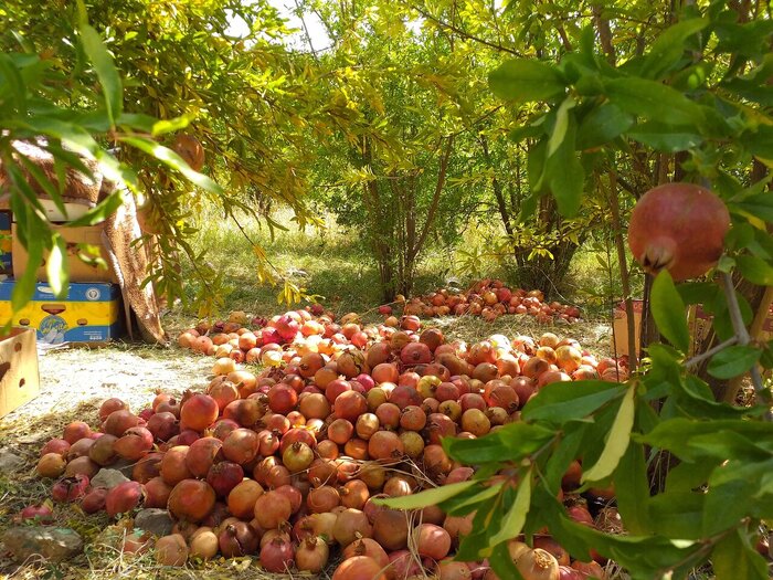 راهکارهای کنترل آفت در باغستان های انار "کِوِشک" بویراحمد