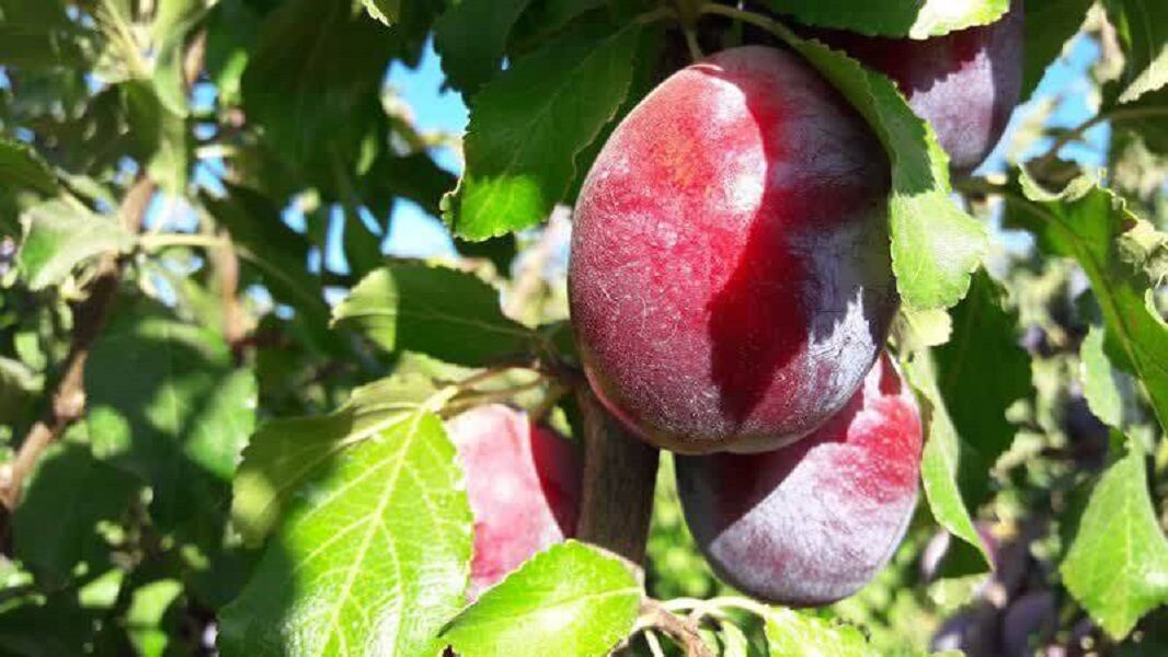 بیش از ۶ هزار تن آلو در شهرستان نیشابور برداشت شد