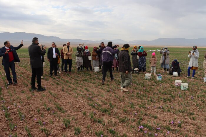 جشنواره فرهنگی زعفران تربتحیدریه، بدون پیوست رسانهای