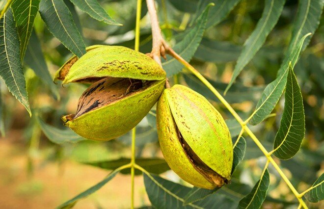 تغییر الگو کشت با تولید نهالهای گرمسیری توسط یک شرکت دانشبنیان