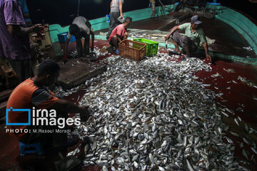 Pêche aux crevettes et aux poissons dans le golfe Persique