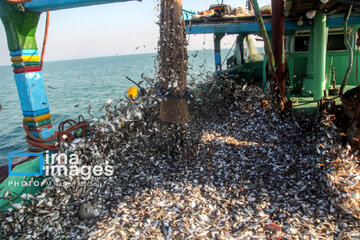 Pêche aux crevettes et aux poissons dans le golfe Persique