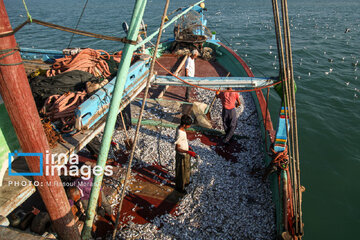Pêche aux crevettes et aux poissons dans le golfe Persique