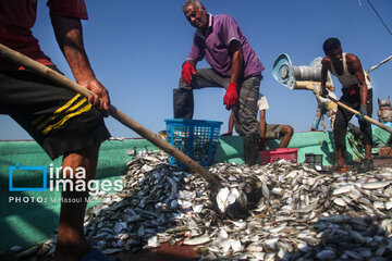 Pêche aux crevettes et aux poissons dans le golfe Persique