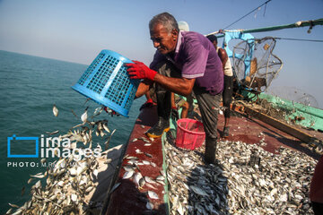 Pêche aux crevettes et aux poissons dans le golfe Persique