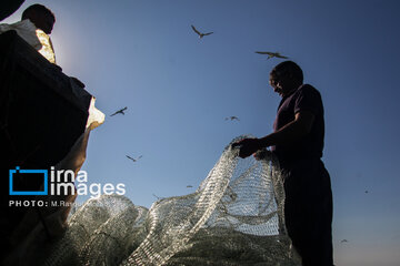 Pêche aux crevettes et aux poissons dans le golfe Persique