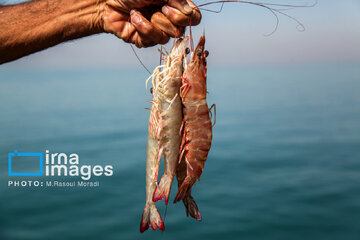 Pêche aux crevettes et aux poissons dans le golfe Persique