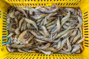 Pêche aux crevettes et aux poissons dans le golfe Persique