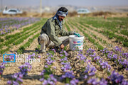 Harvesting Saffron in North Khorasan, Iran