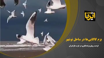 فیلم | بزم کاکایی‌ها در ساحل نوشهر