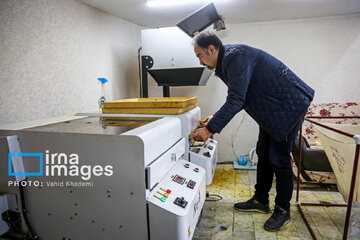 Cosecha de azafrán en las granjas de Jorasán del Norte