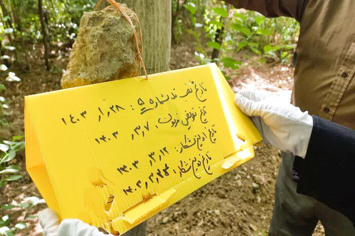 آمادگی کشاورزان اصفهان برای مقابله با آفت برگخوار پاییزه