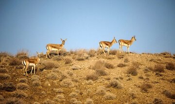 آغاز سرشماری پستانداران شاخص منطقه حفاظت شده کولگ مهران