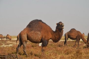 پرورش شتر ایران در نظام میراث کشاورزی جهانی ثبت شود