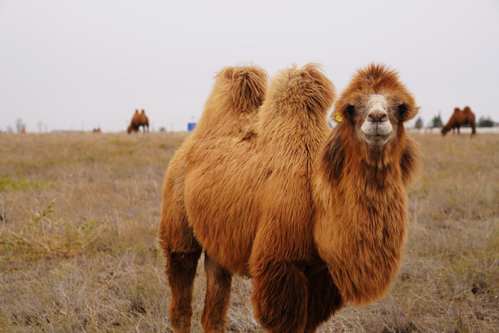 شترداری صنعتی، کلید خودکفایی گوشت قرمز در روزگار کم آبی