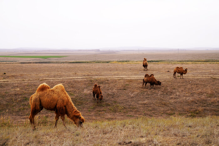 افزایش جمعیت در حال انقراض شتر دوکوهانه مغان به ۳۰۰ نفر