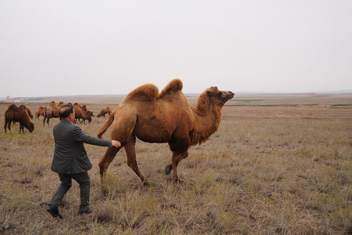 افزایش جمعیت در حال انقراض شتر دوکوهانه مغان به ۳۰۰ نفر