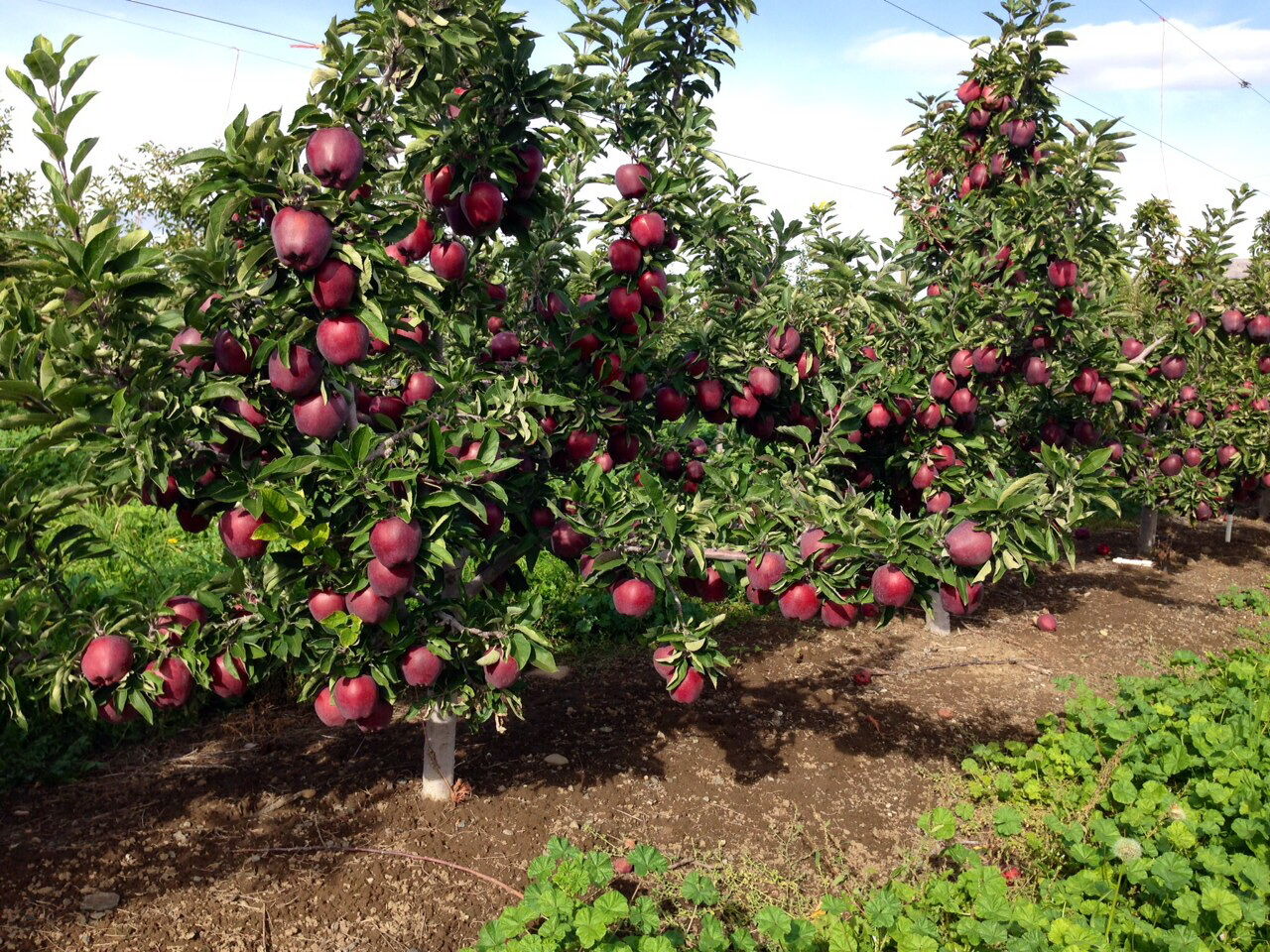 ۲۰ درصد سیب کشور در آذربایجان شرقی تولید میشود ۲۰ درصد سیب کشور در آذربایجان شرقی تولید میشود