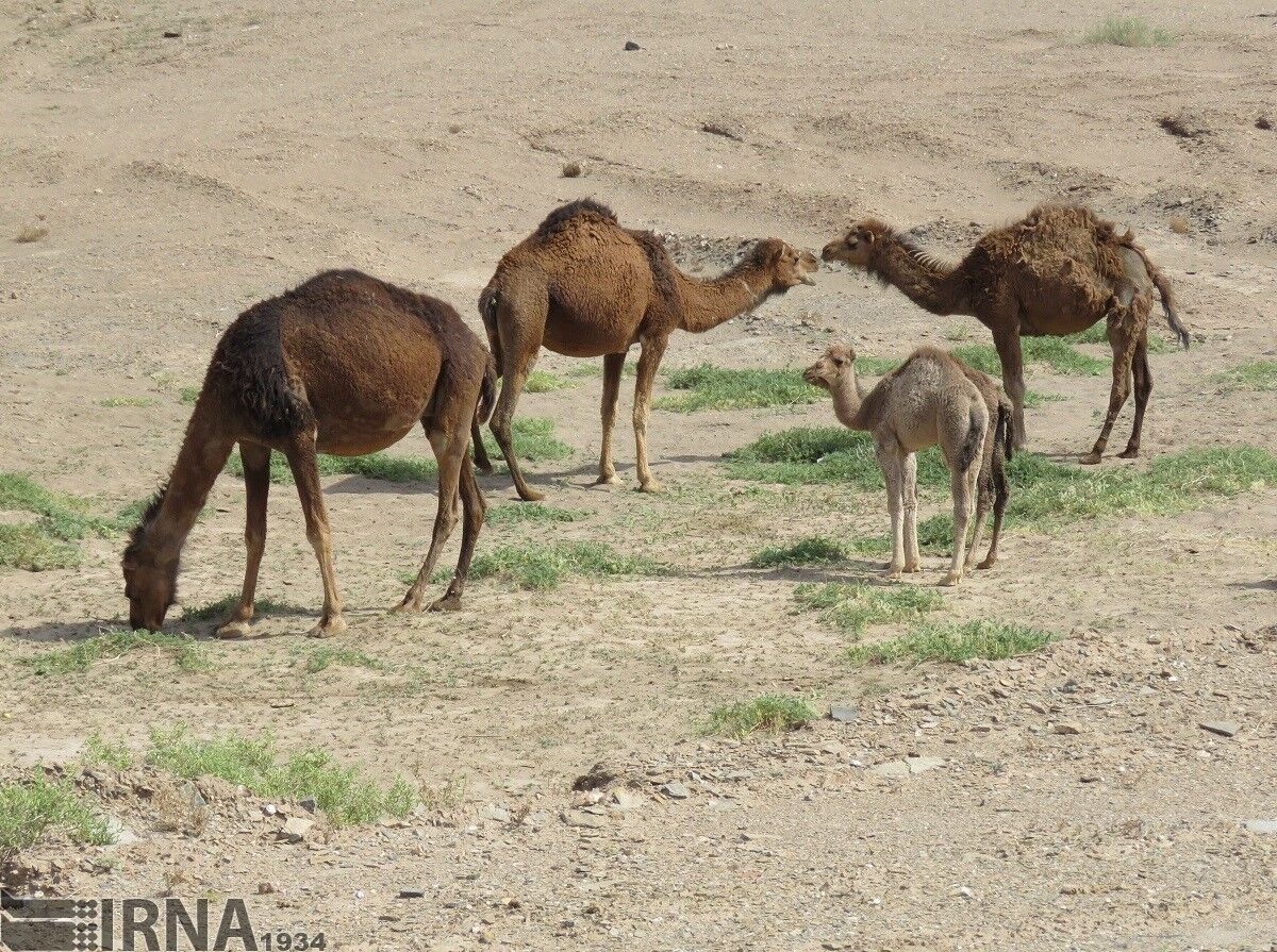 کوچ بهاره عشایر پرورش‌دهنده شتر از خنج فارس آغاز شد