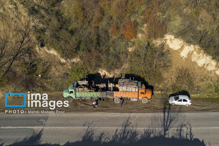 شگرد جدید سوداگران در خشکاندن تدریجی جنگلهای هیرکانی +فیلم