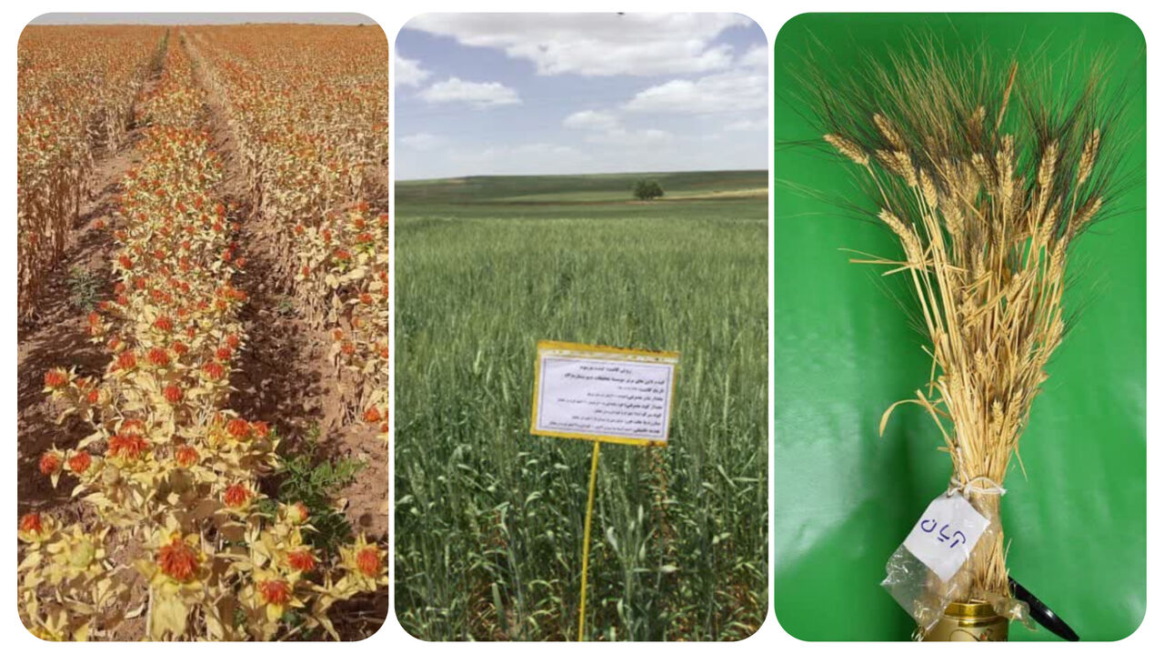 واگذاری ۱۲ فقره دانش فنی رویالتی ارقام جدید دیم به بخش خصوصی واگذاری ۱۲ فقره دانش فنی رویالتی ارقام جدید دیم به بخش خصوصی