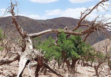 ۲۰هزار هکتار باغ چهارمحال و بختیاری در معرض خشکیدگی است
