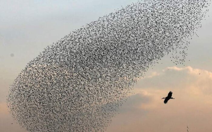 پرندگان مهاجر